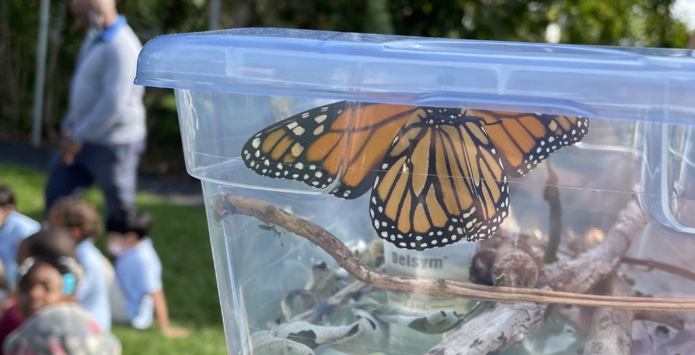 Syracuse Academy of Science and Citizenship elementary school 1st grade students release their monarch butterflies, from their Project Based Learning activity, into the wild.